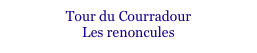 Tour du Courradour
Les renoncules