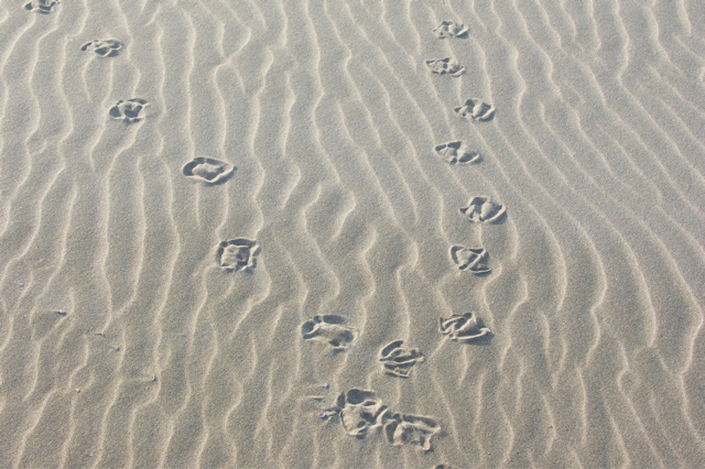 PICT6509.JPG