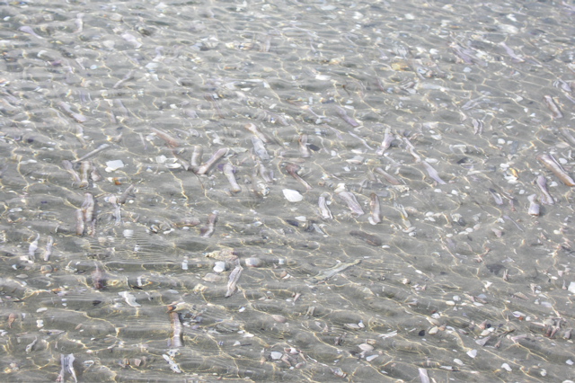 PICT6537.JPG