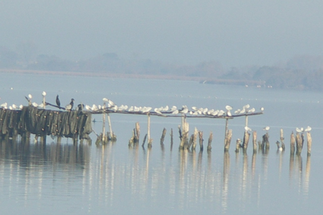 PICT6594.JPG