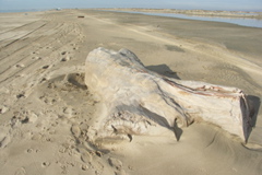 PICT6218.JPG