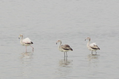 PICT6237.JPG