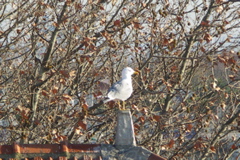 PICT6106.JPG