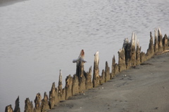 PICT6513.JPG