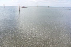 PICT6536.JPG