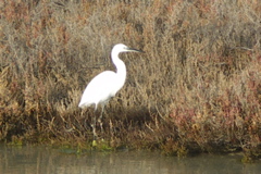 PICT6567.JPG