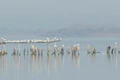 PICT6595.JPG