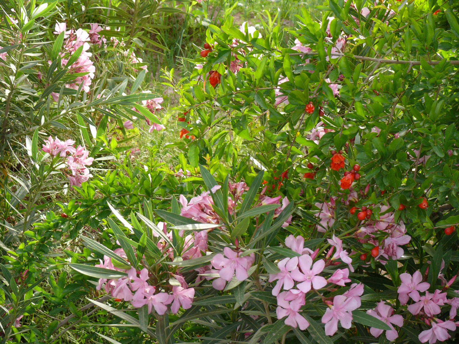 P1080343