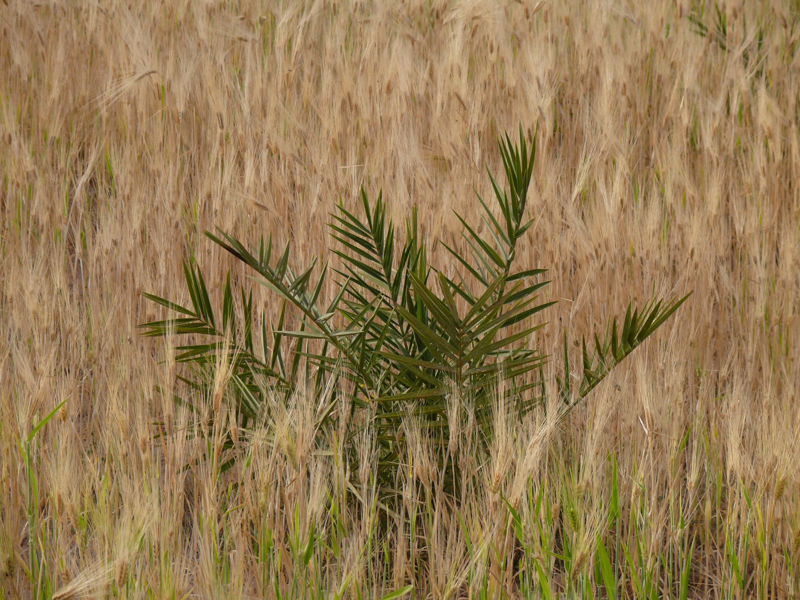 P1080345