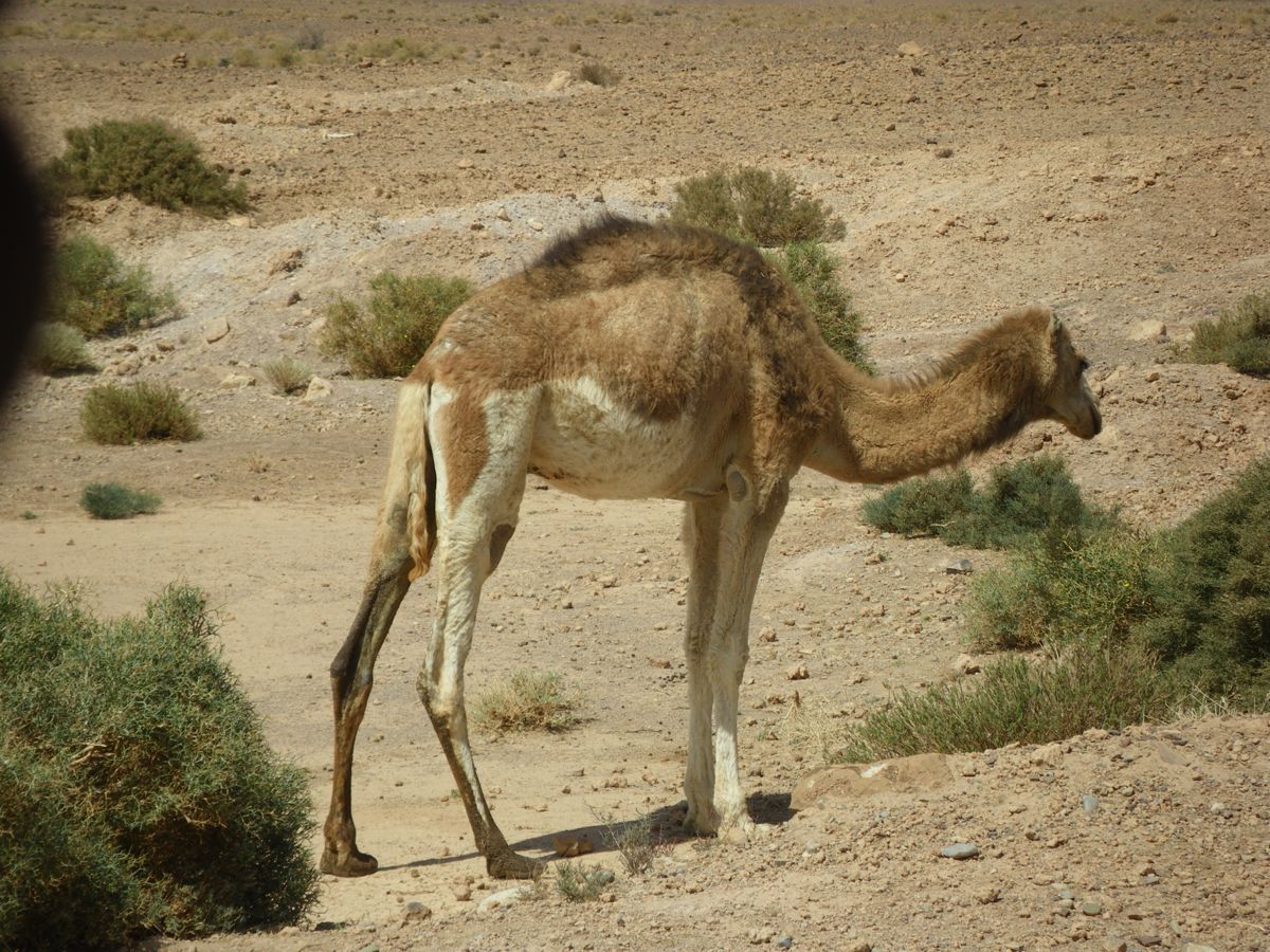 Route de Aït Benhaddou à Tata - 13