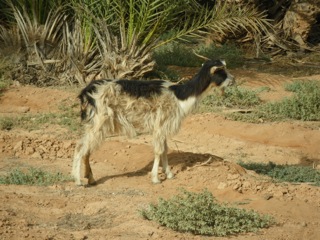 Icht - Guelmim - 13