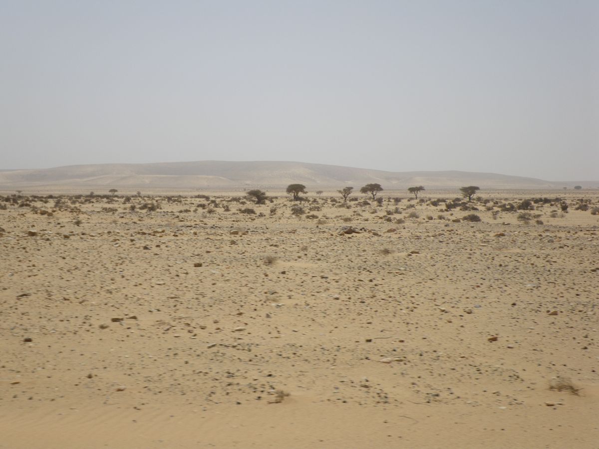 Smara - 14