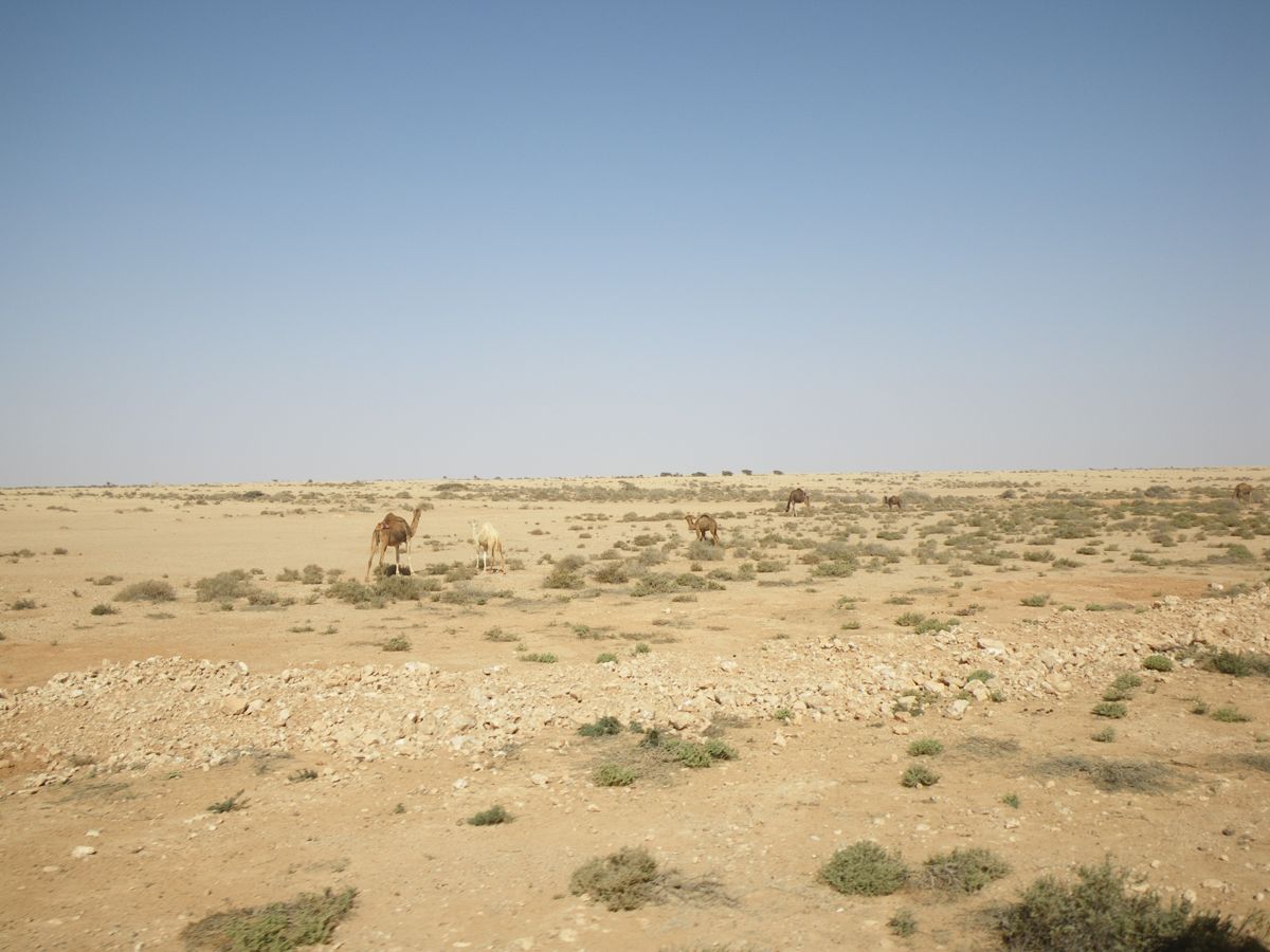 Smara - 07