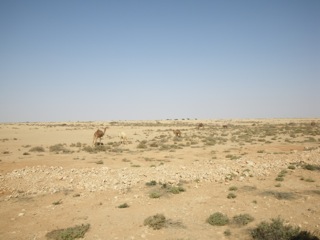 Smara - 07