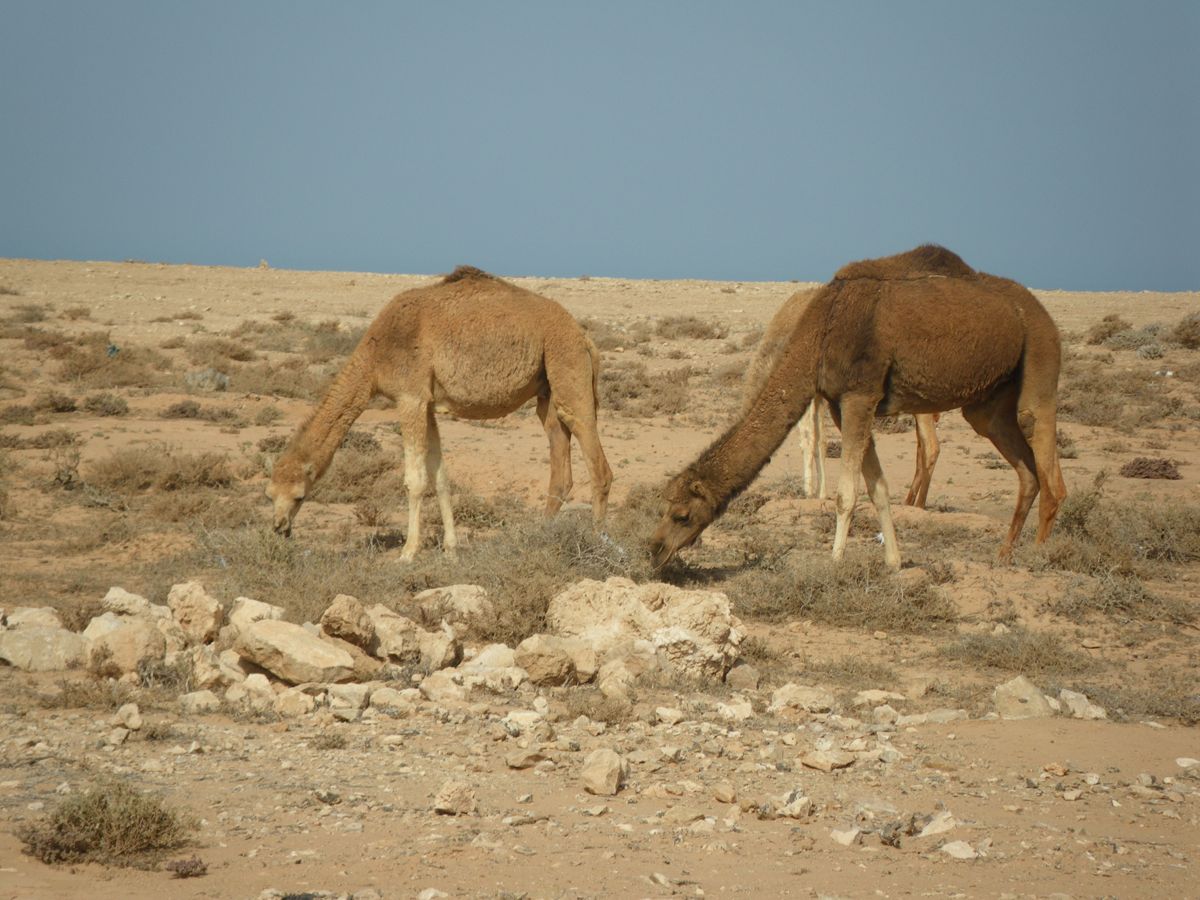 Lakraa - 05