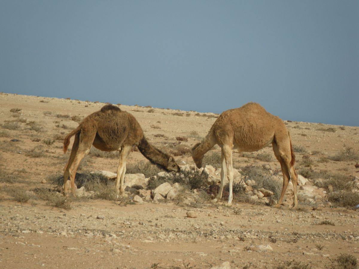 Lakraa - 06