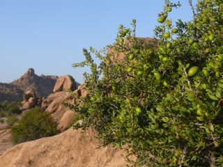 Tafraout - 15