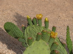P1020125.JPG
