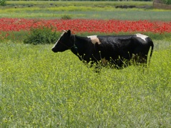 P1030057.JPG