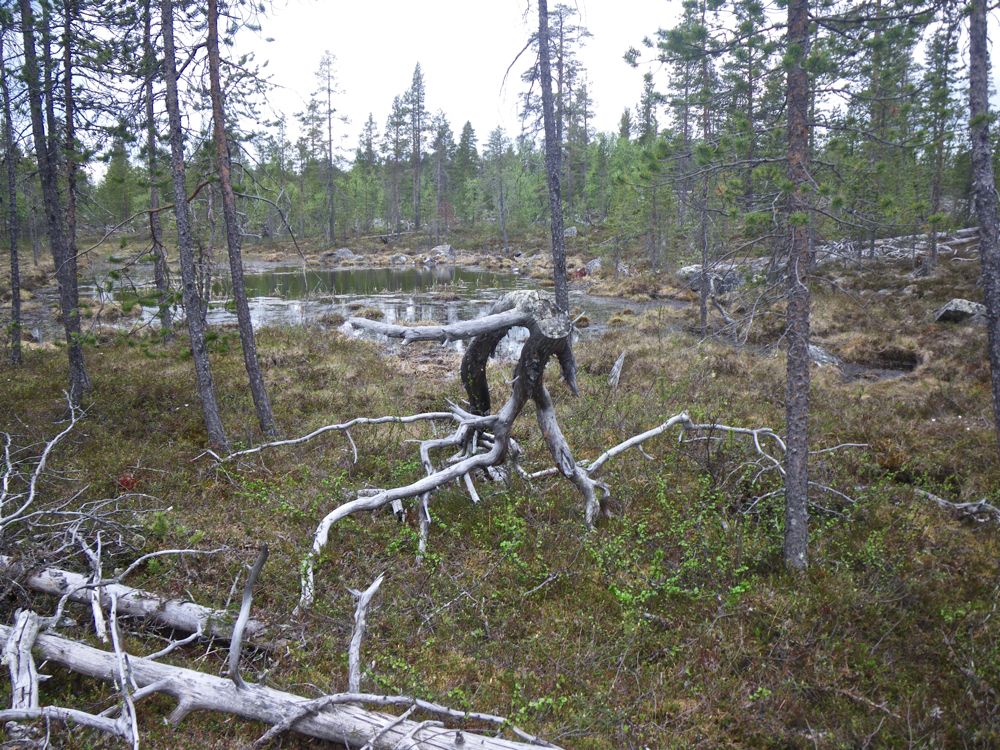 Finlande - Dernier bivouac au nord du lac Inari