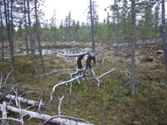 Finlande - Dernier bivouac au nord du lac Inari