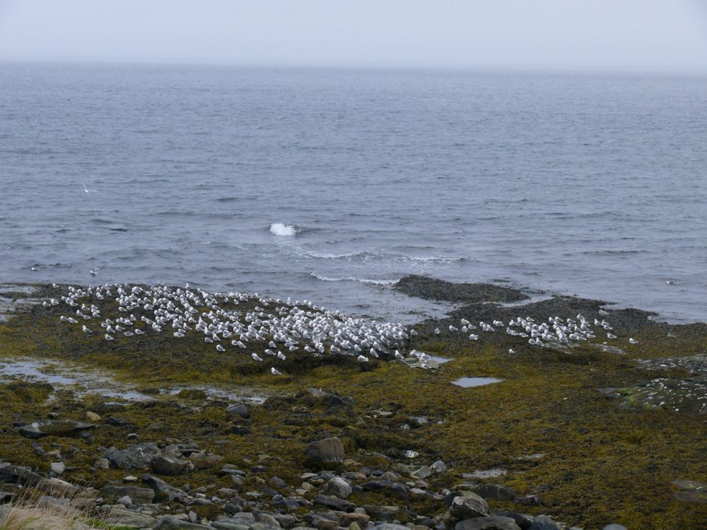 Norvège - Ekkeroy