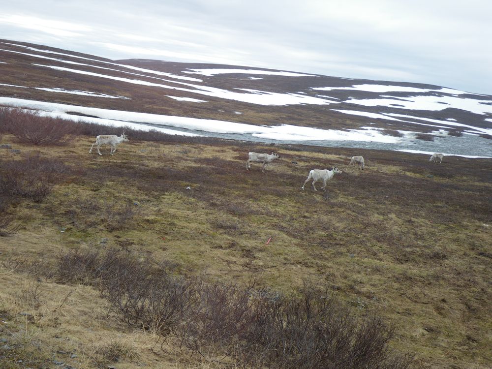 Norvège - plateau de Ifjord
