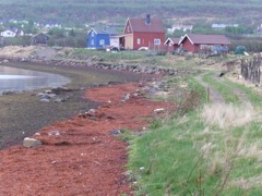 Norvège - Nesseby