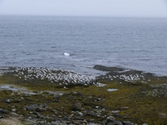 Norvège - Ekkeroy