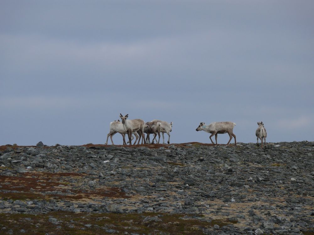 Norvège - randonnée sur le plateau de Slettnes