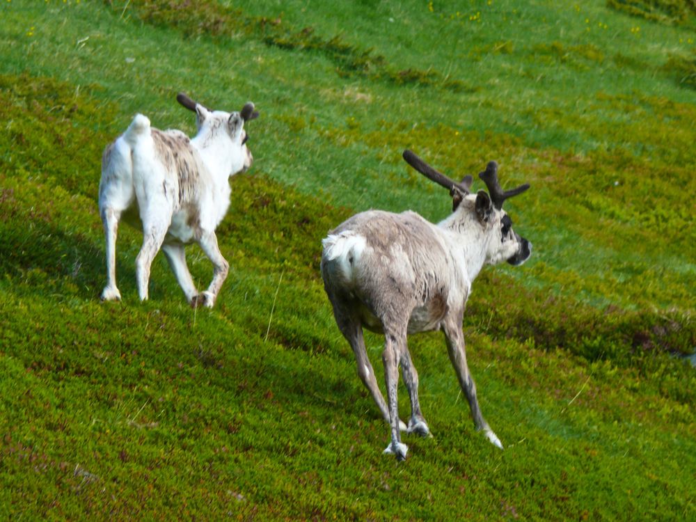 Norvège -randonnée dans le fjord de Skjanes