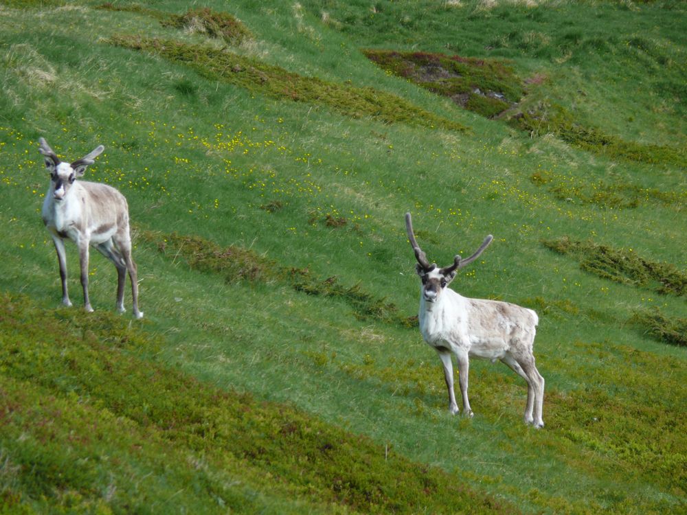 Norvège -randonnée dans le fjord de Skjanes