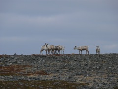 Norvège - randonnée sur le plateau de Slettnes