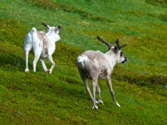 Norvège -randonnée dans le fjord de Skjanes