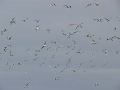 Norvège - Gamvik