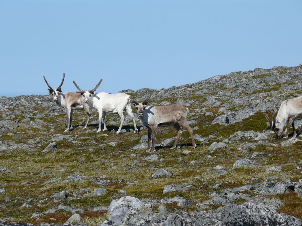 Norvège - Randonnée à Gjesvaer