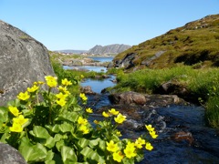 Norvège - Randonnée à Gjesvaer