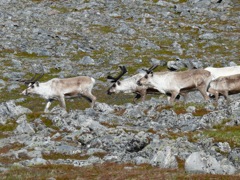 Norvège - Randonnée à Gjesvaer