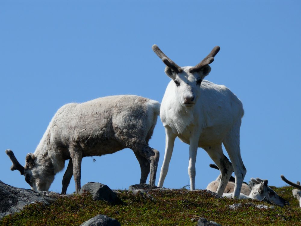 Norvège - Skarsvag