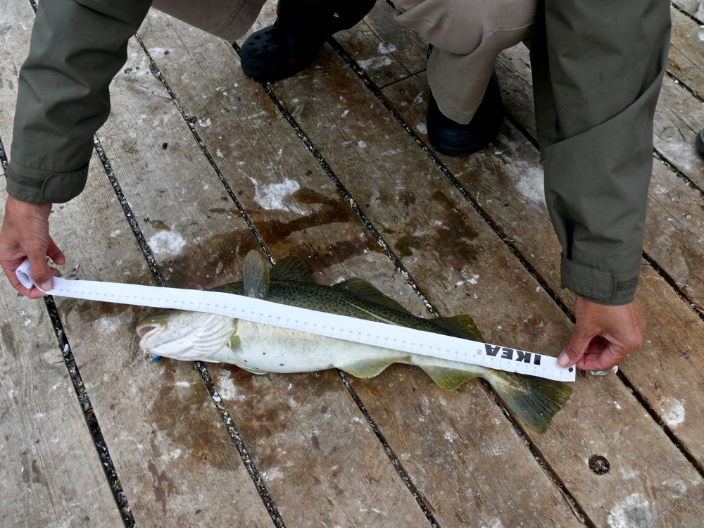Norvège : Hombukt - Morue de 52 cm !