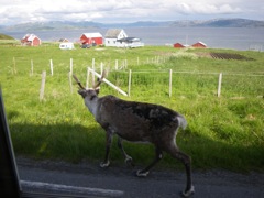Norvège : sur la route d'Oksfjord