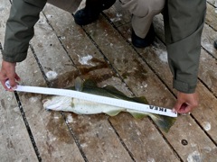 Norvège : Hombukt - Morue de 52 cm !