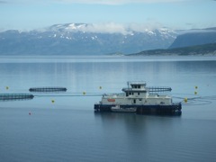Norvège : en route vers l'ile d'Arnoya