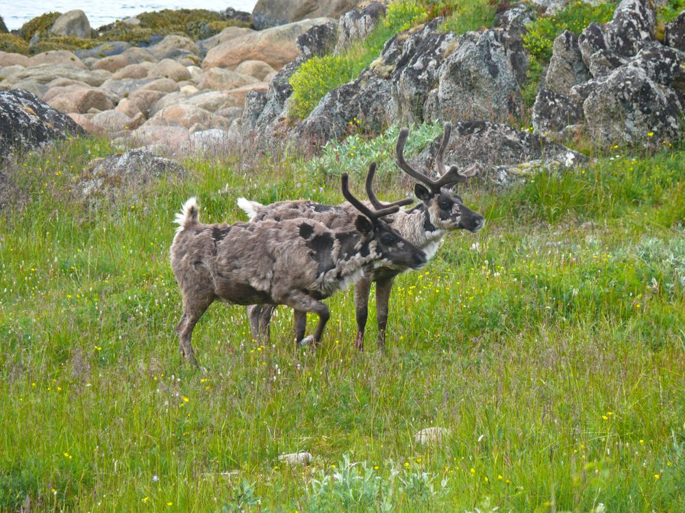 Norvège : sur la route de Tromvik