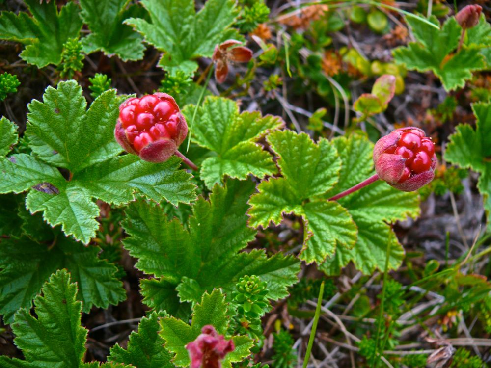 Norvège : Baies polaires