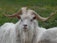 Norvège : Sommaroy
