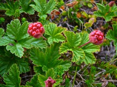 Norvège : Baies polaires