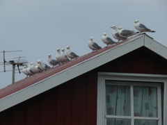 Norvege : Sto