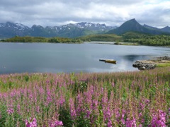 Norvege : en route vers les Lofoten