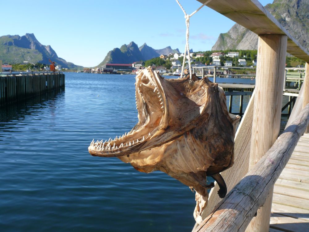 Norvège : Reine